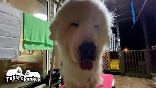 夜のブラッシングは眠くてめんどくさそうにするルンルンです　Great Pyrenees　グレートピレニーズ