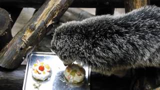 ビントロングのソルト君クリスマスケーキを食べる(のいち動物公園)