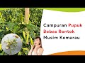 Pupuk Magnesium Sulfat Campur MKP, Bunga Lebat Tanpa Rontok Daun Tetap Segar di Musim Kemarau