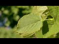 tilia americana basswood american linden