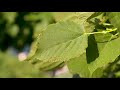 tilia americana basswood american linden