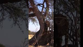 😲Amazing Moment! Caracal and Cheetah!