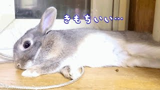 鼻息荒いうさぎさんが突然気持ち良さそうに…どした？①#171