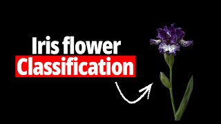 Iris Flower Classification Using Machine Learning (Beginner Project)