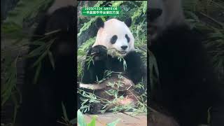 20250124 可愛柔柔吃播中#cutepanda 圓仔 #圓圓 #圓寶 #果物 #panda #吃播 #大熊猫 #貓熊