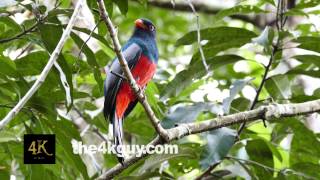 4K UHD - Slaty Tailed Trogon (Trogon Massena) perched and moving its head in all directions