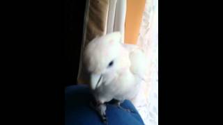 Charlie ducorp cockatoo playing