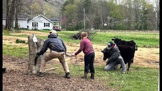 Chuck Loses His Marbles - Castrating Our 300lb Bull - Banding