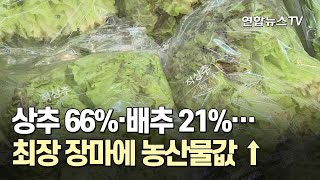 상추 66%·배추 21%…최장 장마에 농산물값 ↑ / 연합뉴스TV (YonhapnewsTV)