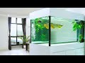 Super Clean Golden Arowana Tank in the Living Room | Best Arowana Tanks