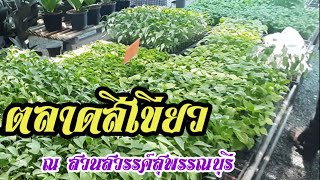 ตลาดสีเขียว ณ สวนสวรรค์สุพรรณบุรี