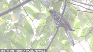 Birds of Mizoram Episode-3