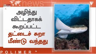 அழிந்து விட்டதாகக் கூறப்பட்ட தட்டைச் சுறா , ஆய்வாளர்கள் மகிழ்ச்சி | Angel Shark