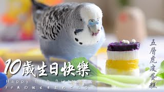 #187 快樂虎皮鸚鵡│10歲虎皮鸚鵡小Ｑ生日快樂   Budgerigar / Budgie sounds / Parakeet singing セキセイインコ 鸚哥 水果 蔬菜 虎皮蛋糕 蔬果