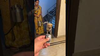 Aaj Simba ko Mummy kai sath jana hai😂❤️🐾🧿 #dogshorts #dog #minivlog #doglover