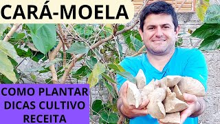 CARÁ é MELHOR que a BATATA! Aprenda a plantar, PREPARAR e receita com o CARÁ-MOELA ou CARÁ-DO-AR