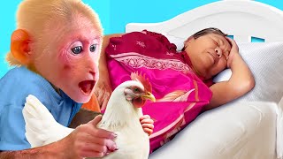 So Caring! Baby Monkey Bibi Take Care of the Chickens While Sick Grandma Rests |Heartwarming Moment