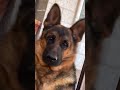 Head tilts and beautiful eyes ❤️❤️😃 jerman dog#trending #shorts