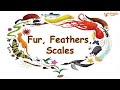 Fur, Feathers, Scales - Animals | Learning Video | AuSum Sisters