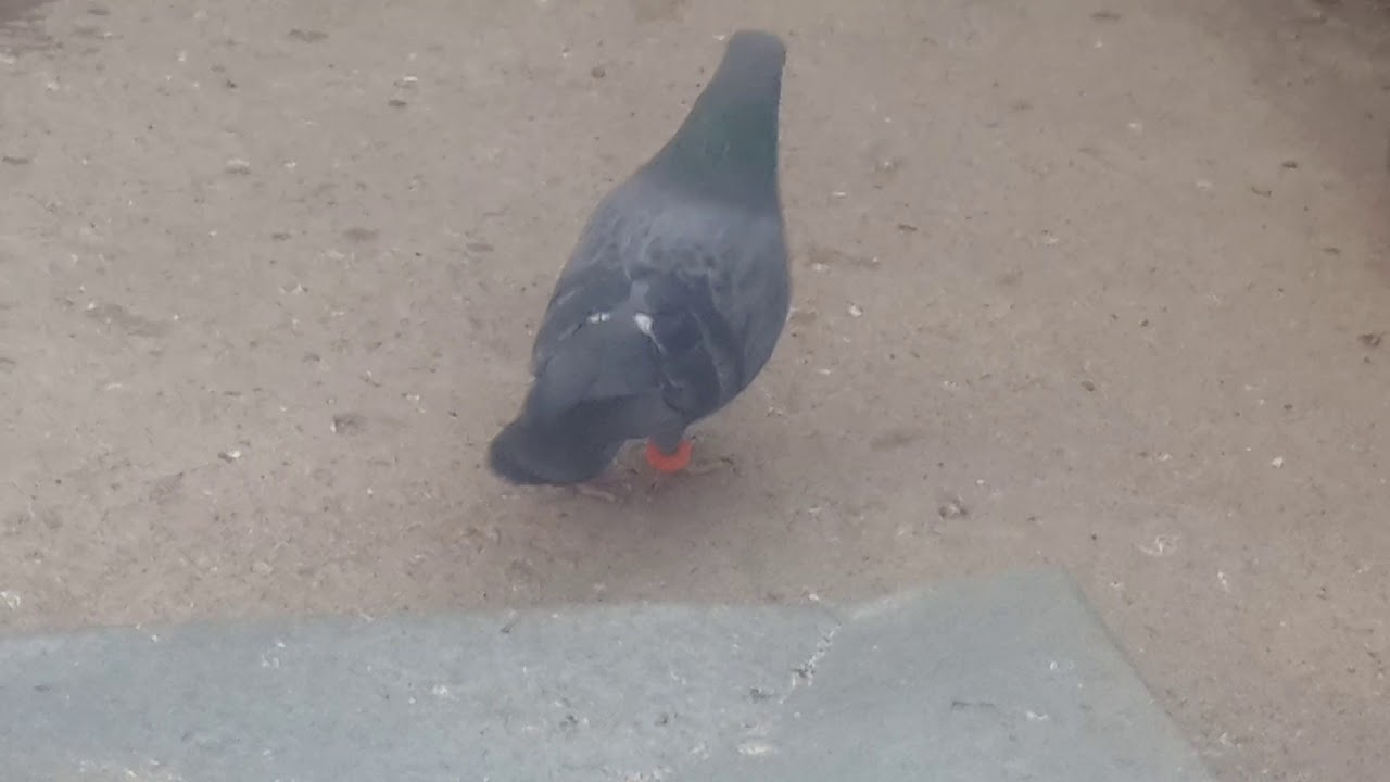 Pigeon Youtube