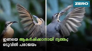 ​ഇണയെ ആകര്‍ഷിക്കാനായി നൃത്തം;  ഒടുവിൽ പരാജയം #Shorts