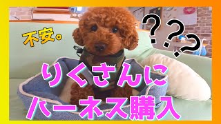 【購入品動画】愛犬トイプードルにハーネスを購入してみた｜りくぷうchannel|パピアハーネス｜犬癒し｜犬との生活