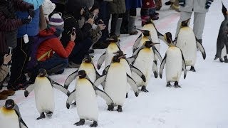 雪道をペンギンが散歩 北海道・旭山動物園