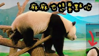 圓寶在棲架爬上爬下自己玩得好開心，動作超多像團團|熊貓貓熊The Giant Panda Yuan Yuan and Yuan Bao|台北市立動物園