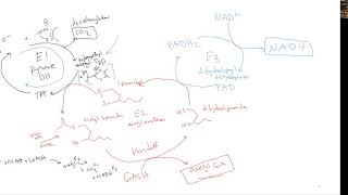 CHEM 407 - Pyruvate Dehydrogenase - 3- Enzyme Mechanisms