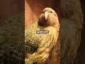 meet the kakapo the world s heaviest parrot digicyclopedia shorts animals wildlife viral