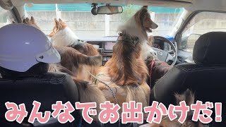 【シェルティ】みんなでお出かけだ🐾【久々かな】