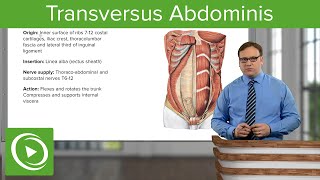 Transversus Abdominis – Anatomy | Lecturio