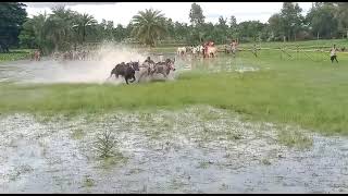 কুয়াবাড়ির মাঠে মেরিগঞ্জের কালো গরুর মই ছাড়া শাহাজান মোল্লা চন্ডিপুর