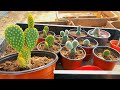 Cómo reproducir cactus Orejas de Mickey | Opuntia microdasys cuidados y reproducción