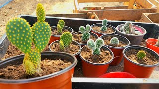 Cómo reproducir cactus Orejas de Mickey | Opuntia microdasys cuidados y reproduc