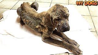 Horribly Abused An Abandoned Dog's Amazing Transformation After Rescue