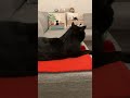 cat live stream （afk） tama the black cat 085）