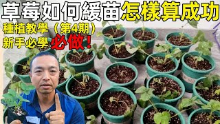 草莓如何緩苗？什麼樣算是緩苗成功？掌握這點輕鬆判斷！（第4期）【手藝人飛羽】