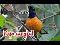 Murai Borneo raja cangkul gacor dor