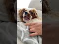 カメラ目線で怒る犬【キャバリア】 キャバリア ＃shorts