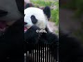 😱🐼China Owns All Pandas In World🐼😱