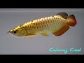 best top 5 level full helmet golden arowana best 5 gold head arowana