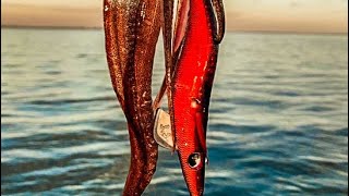 CATCHING GIANT SQUID EGI STYLE ON JIGS