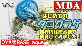 【海水／ボトルアクア36日経過】ニモと一緒にはじめてのクラゲ飼育 ／ タコクラゲ・カクレクマノミ・マリンボトルアクア・ボトリウム・円柱形自作水槽