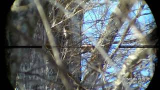 17 Mach 2 with Trigger Cam - Squirrel Hunt 29 Jan 2025