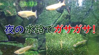 ナマズ大繫殖【夜の水路でガサガサ！】