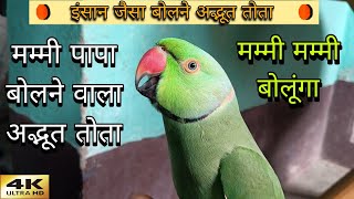 Parrot talking mummy papa😱मम्मी पापा बोलने वाला मिट्ठू🥰🦜ringneck parrot talking mummy😱funny parrots😂