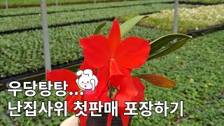 버튼탑과 레드돌 첫 판매 포장하기 (받으신 카틀레야 분갈이 방법)