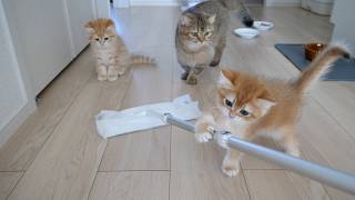 Cute kittens are so interested in the floor mop that they interrupt the cleaning process.