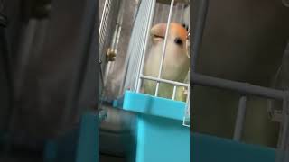 外に出たくて猛アピールするコザクラインコ#コザクラインコ